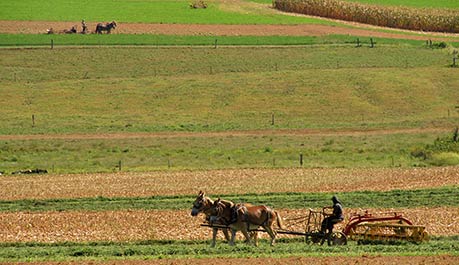 Amish farming in Lancaster