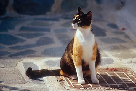 Cat, Santorini