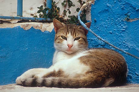 Cat,  Naxos