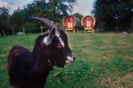 Goat and gipsy caravans, Clare