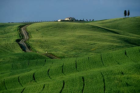 Montalcino countryside