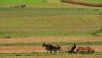 Amish farming in Lancaster