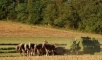 Amish hay baling, Lancaster