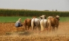 Farming with horses, Lancaster county