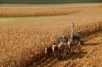 Amish crop farming