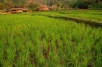 Rice fields, Thailand