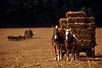 Horse & cart, Amish country