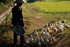 Feeding ducks, Central Vietnam