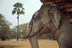 Elephant ruin, Sukhothai, Thailand