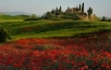 Poppies, Il Belvedere, Tuscany
