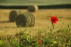 Poppy in the field, Tuscany