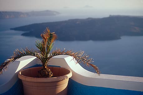 Plant, Santorini