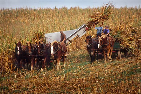 Amish farming. Lancaster County, Pa