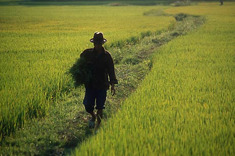 In the rice fields, Central Vietnam