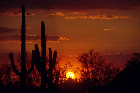 Saguaros cactus, Arizona