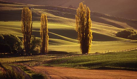 LATE AFTERNOON, North Canterbury