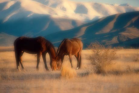 Horses, Omarama