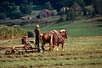 Amish farmer, Lancaster County, Pa