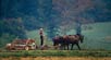 Amish boy farmer, Lancaster County, Pa