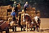Amish stacking hay