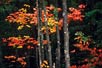 Autumn foliage, Maine