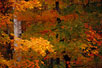 Autumn foliage, Vermont