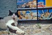 Cat and Postcards, Santorini