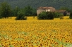 Sunflowers, Umbria
