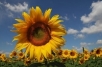 Sunflower, Umbria