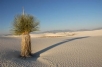 WHITE SANDS YUCCA