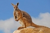YELLOW FOOTED ROCK WALLABY